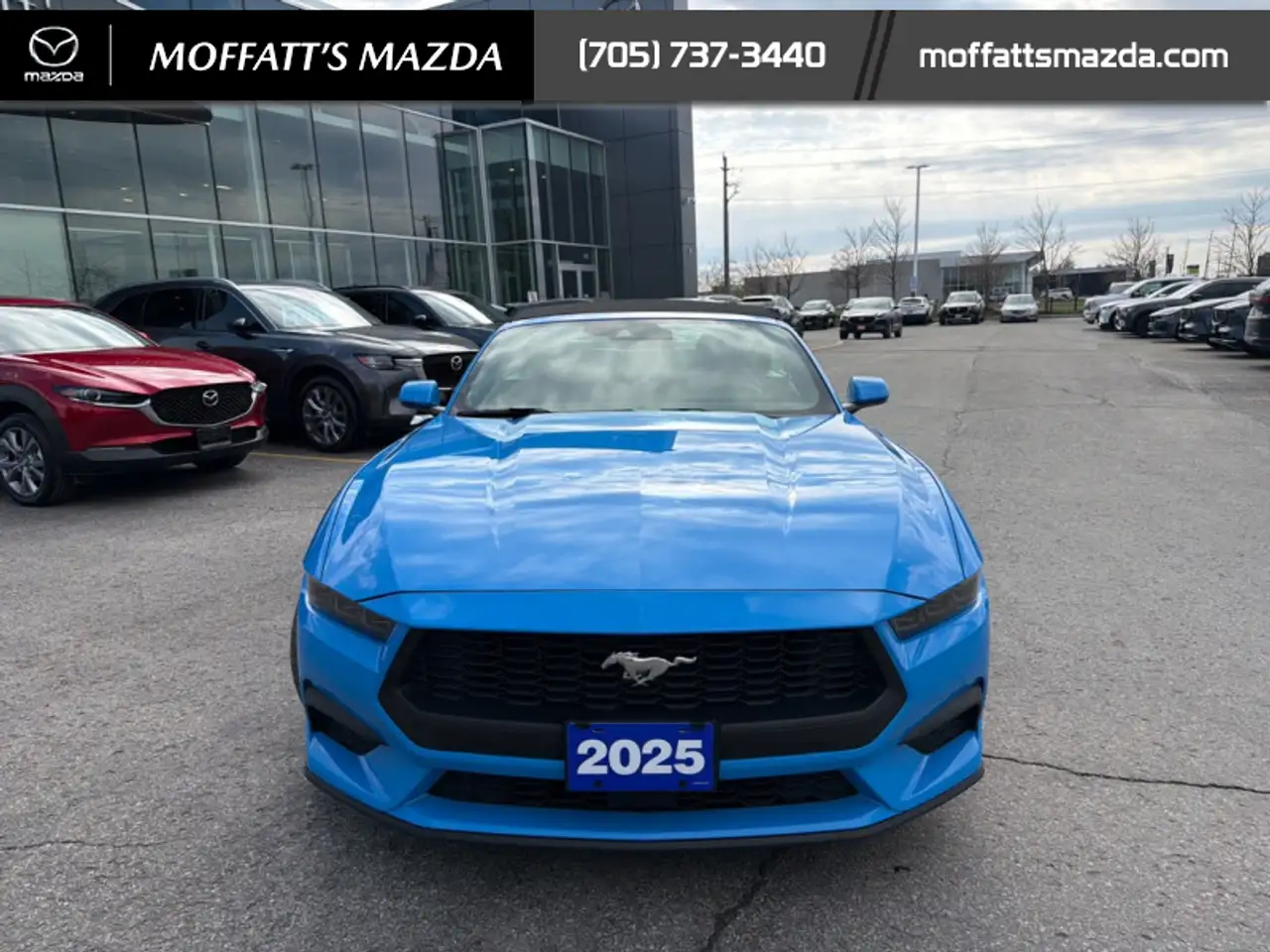 Ford Mustang fotografie Ford Mustang