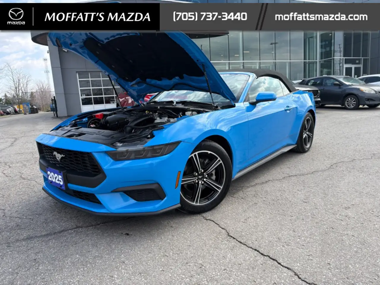Ford Mustang fotografie Ford Mustang