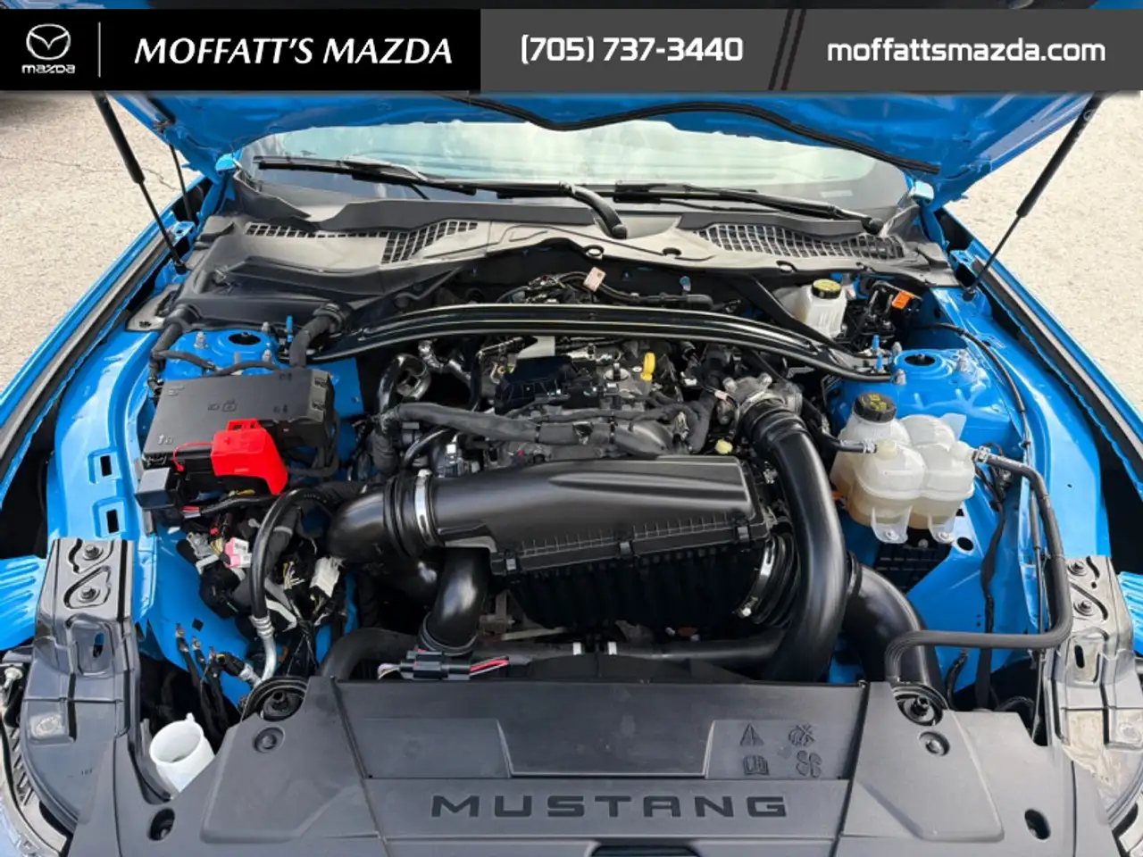 Ford Mustang fotografie Ford Mustang