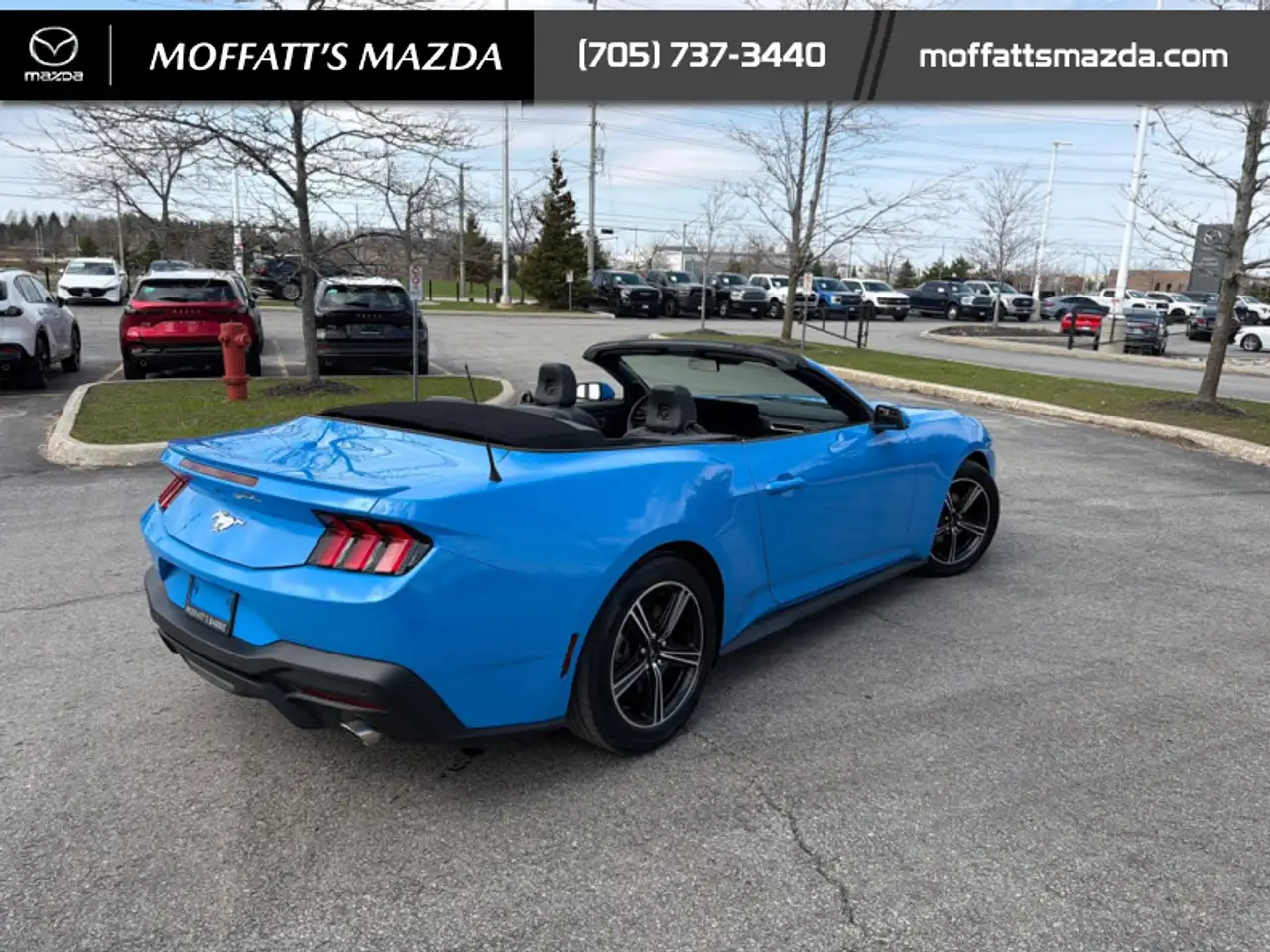 Ford Mustang fotografie Ford Mustang