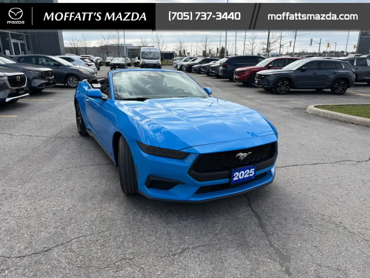 Ford Mustang fotografie Ford Mustang